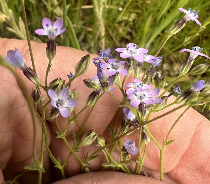 Scrub Gilia photo 7