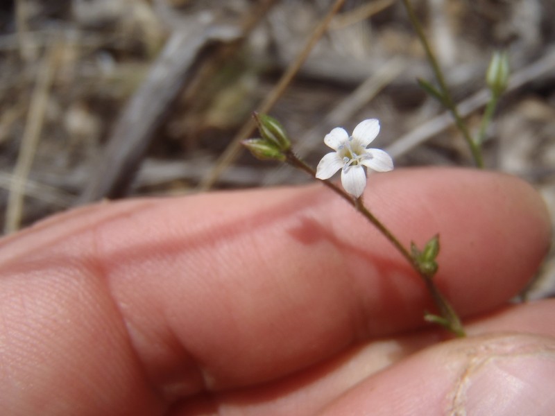 El Paso Gilia