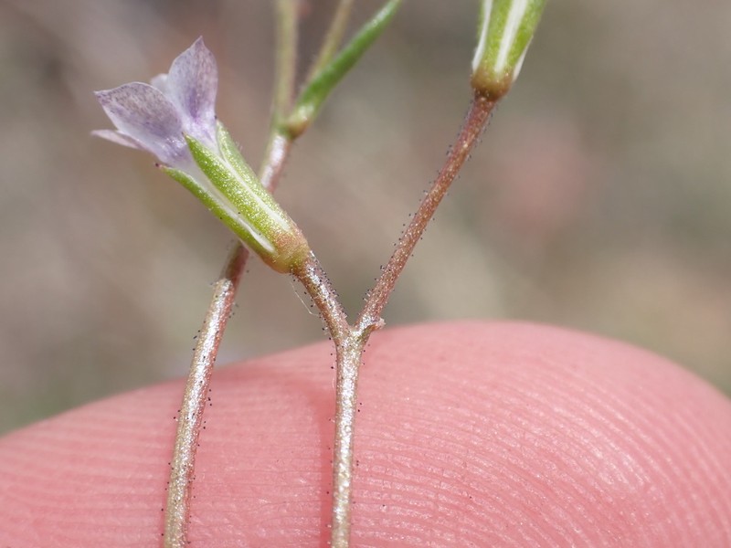 El Paso Gilia photo 2