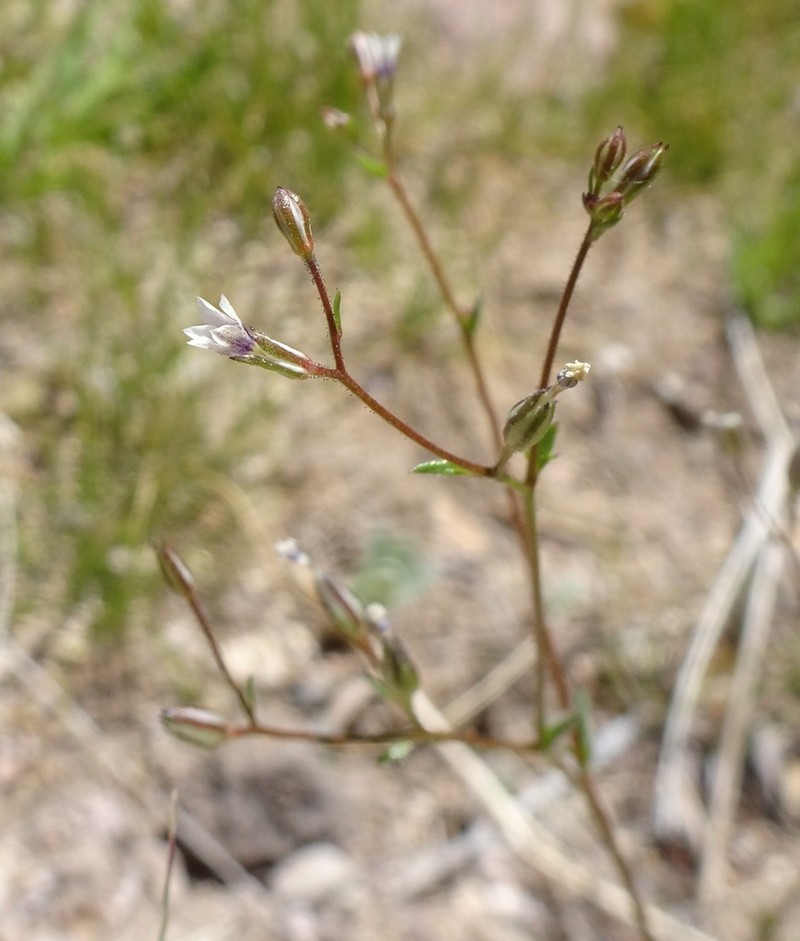 El Paso Gilia photo 3