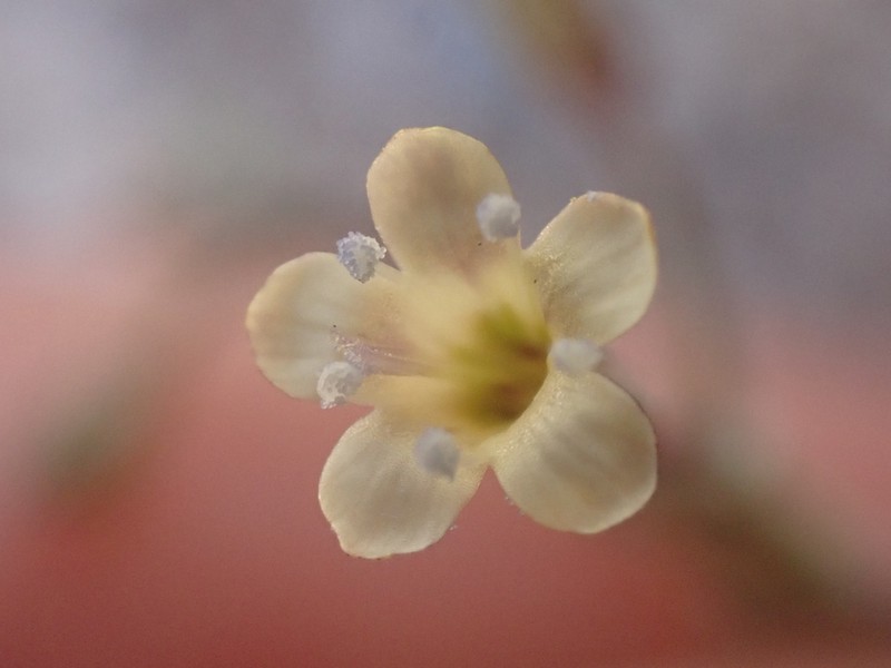 El Paso Gilia photo 4