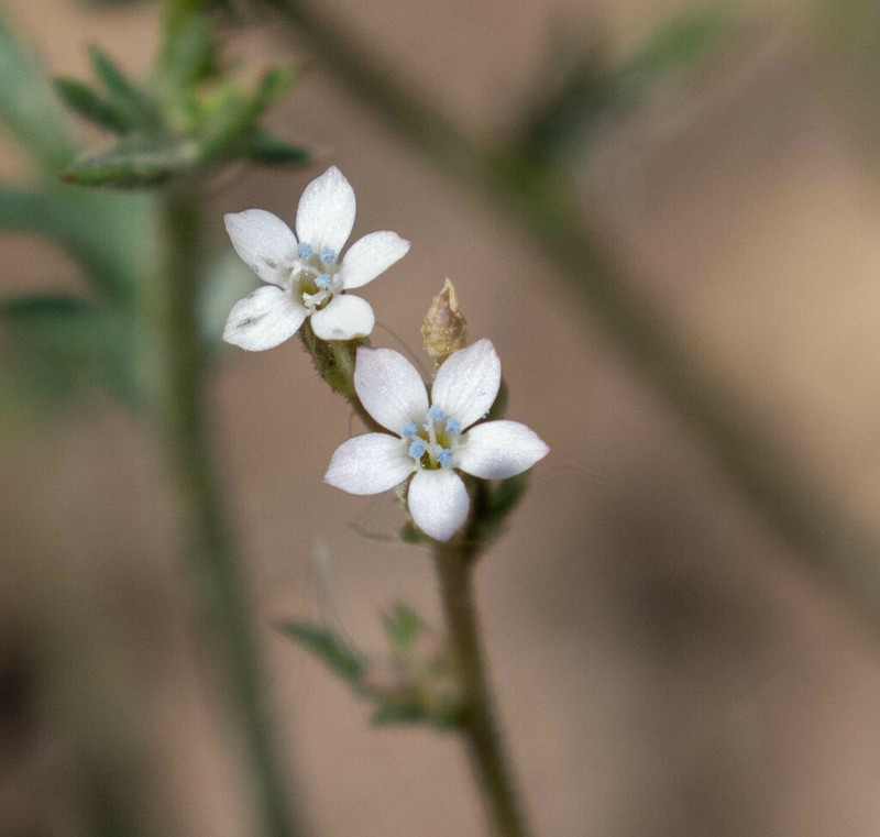 El Paso Gilia photo 5