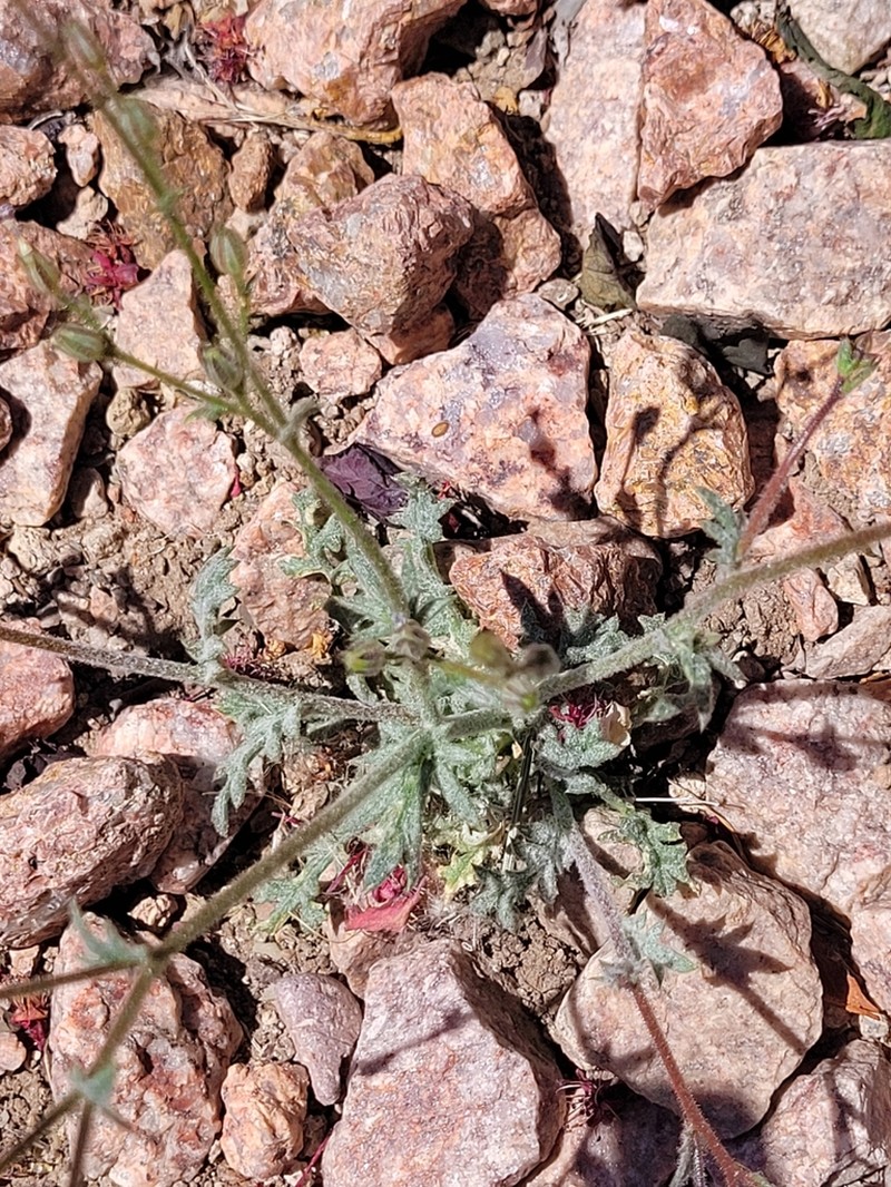 El Paso Gilia photo 6