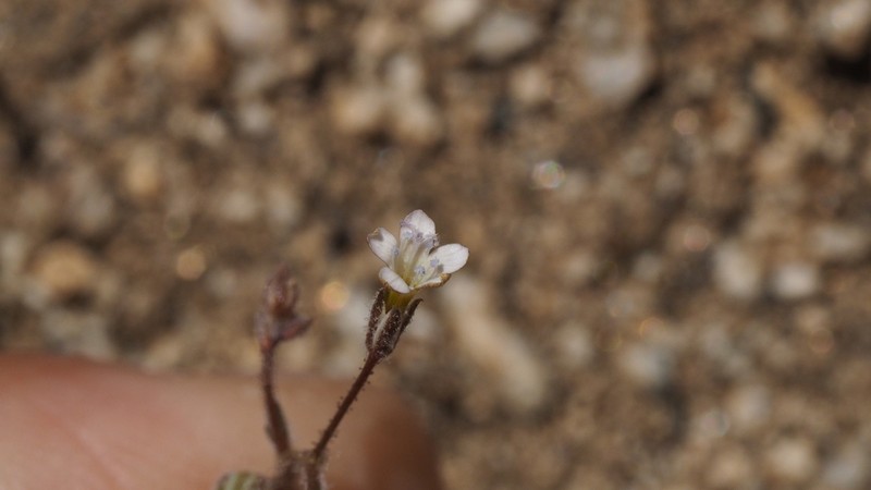 El Paso Gilia photo 7