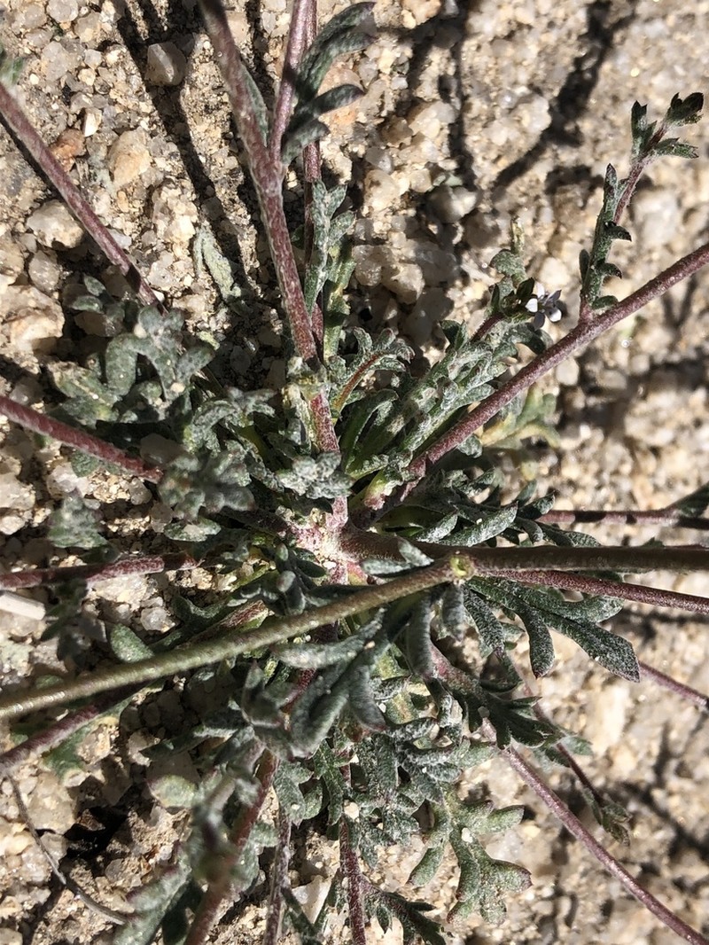 El Paso Gilia photo 8