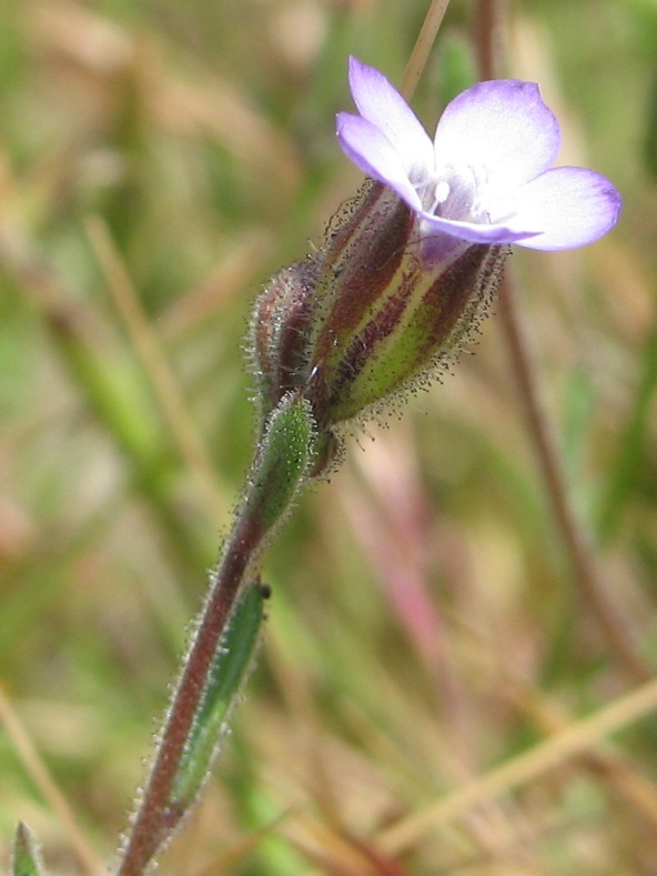 Manyleaf Gilia