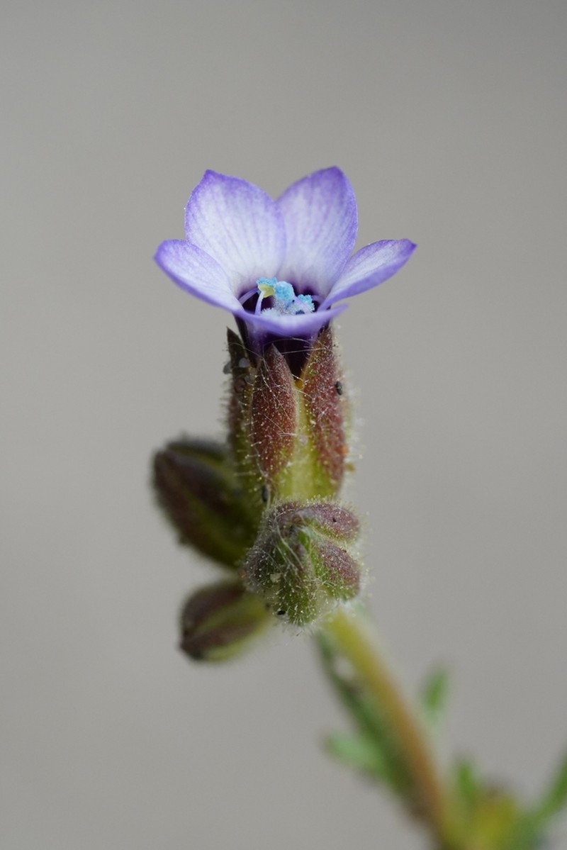 Manyleaf Gilia