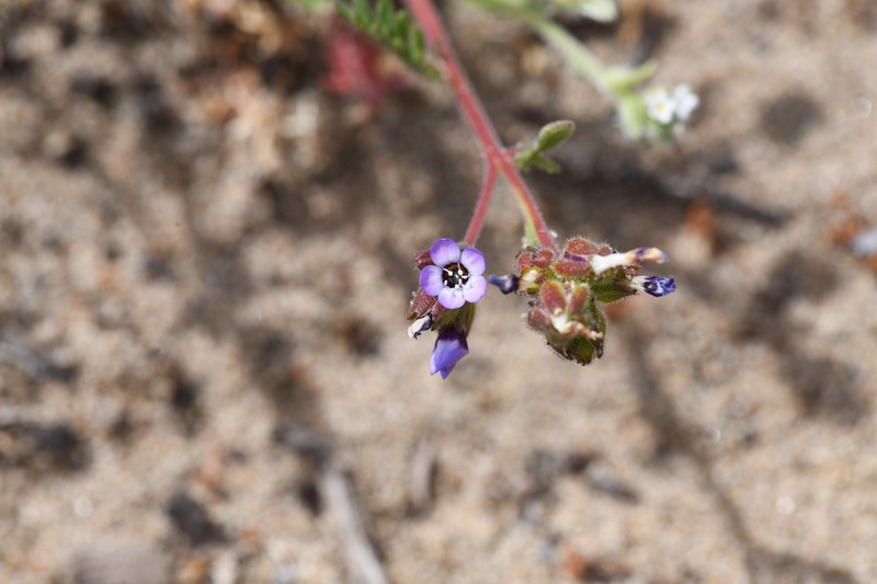 Manyleaf Gilia photo 2