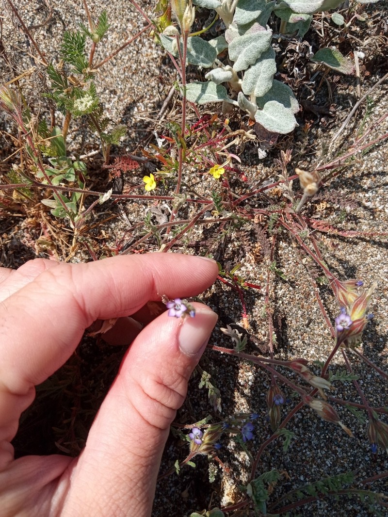 Manyleaf Gilia photo 3