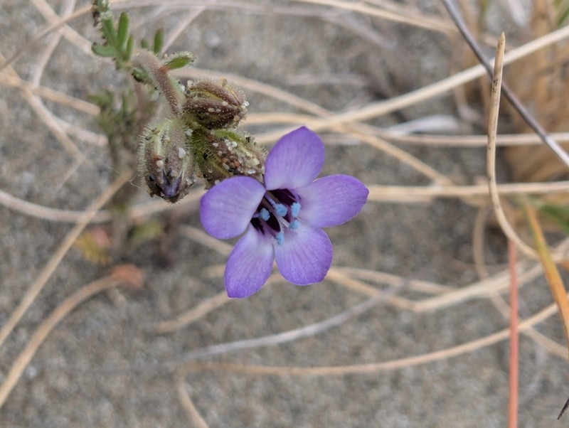 Manyleaf Gilia photo 4