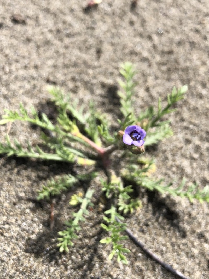 Manyleaf Gilia photo 5