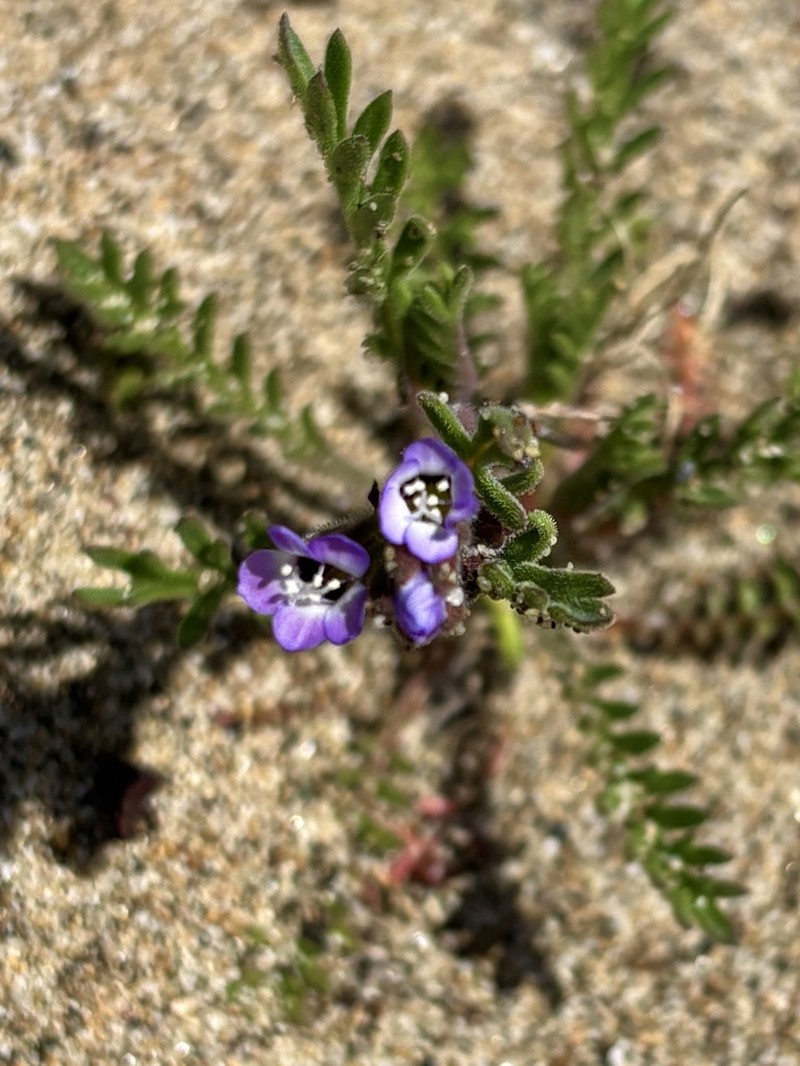 Manyleaf Gilia photo 6