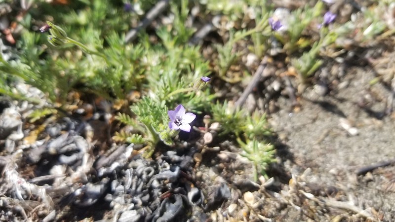 Manyleaf Gilia photo 7