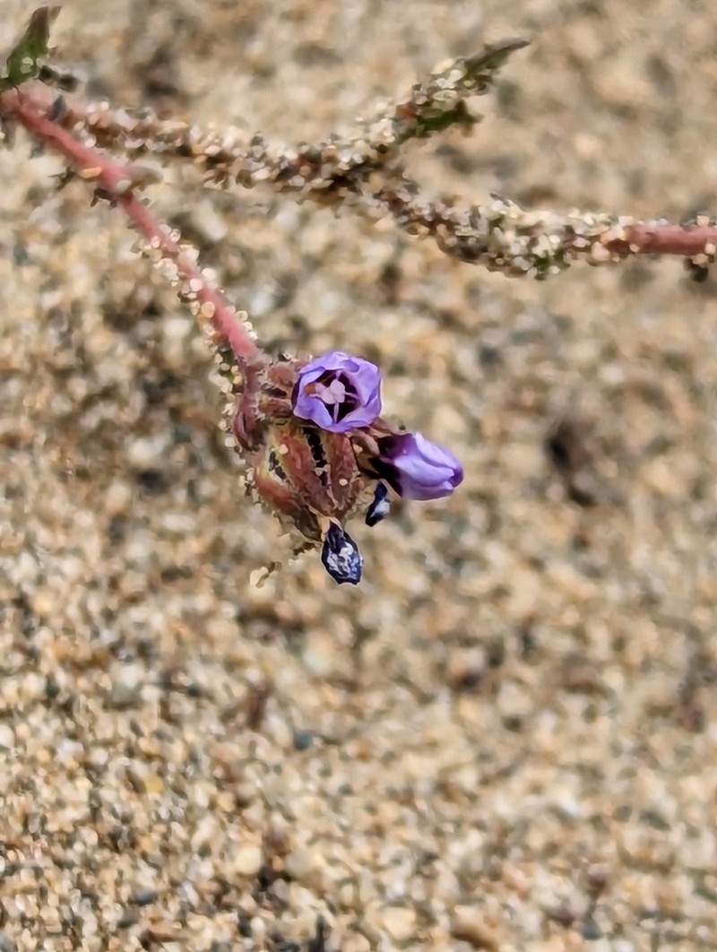 Manyleaf Gilia photo 8