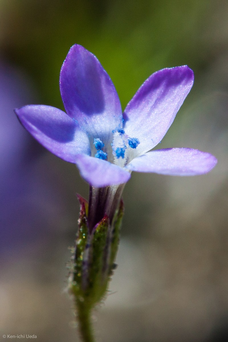Little Gilia photo 2