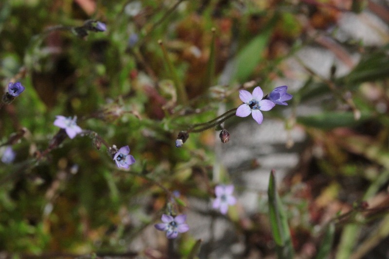 Little Gilia photo 3