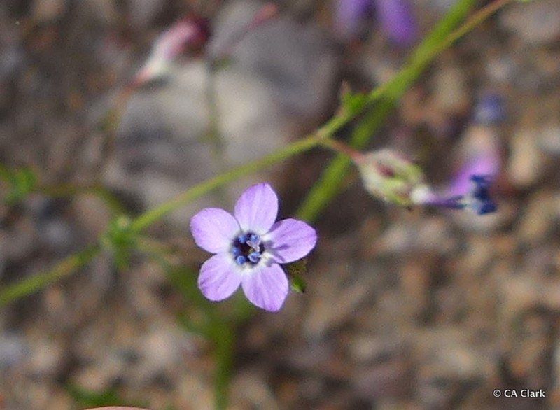 Little Gilia photo 4