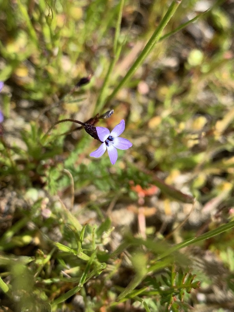Little Gilia photo 5