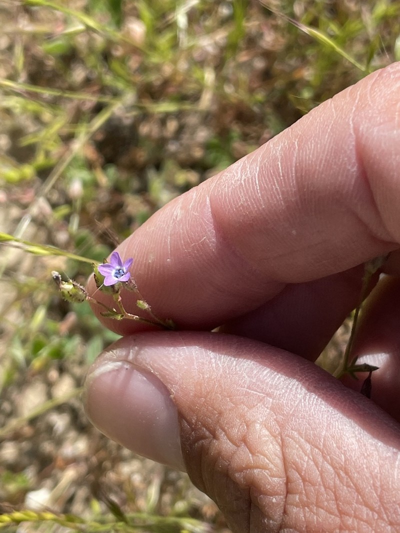 Little Gilia photo 6