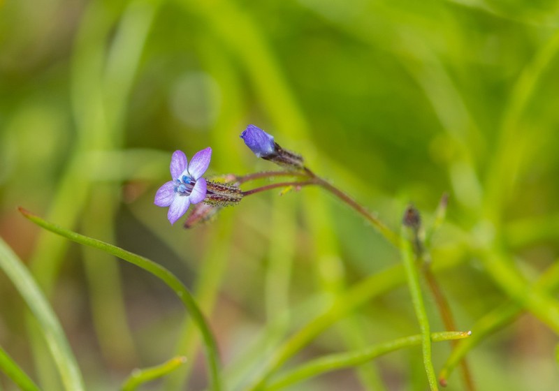 Little Gilia photo 7