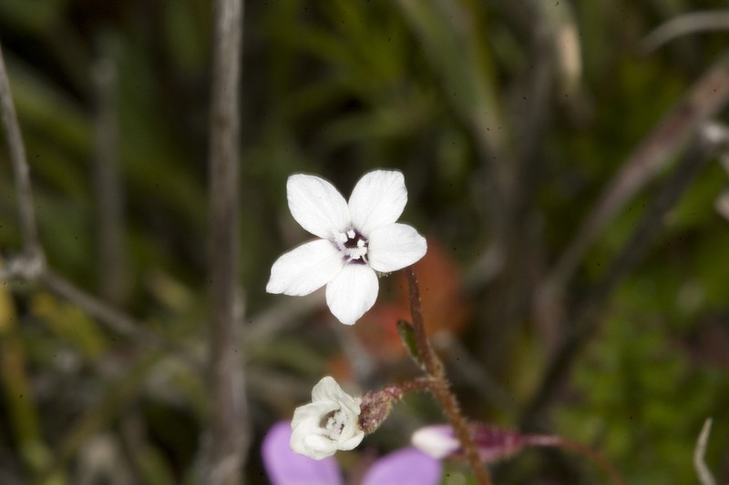 Little Gilia photo 8