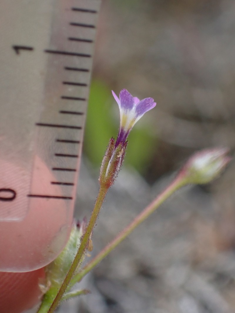 Modoc Gilia