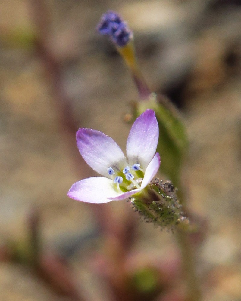 Modoc Gilia photo 2
