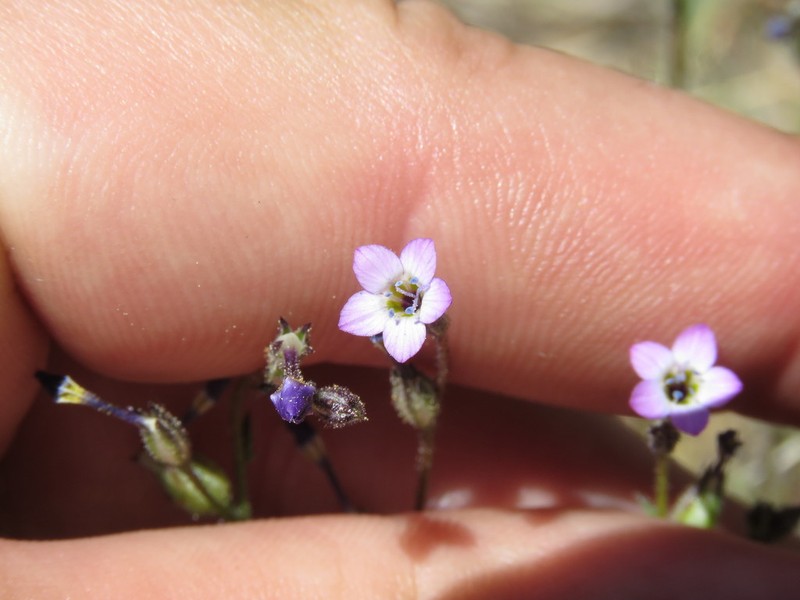 Modoc Gilia photo 3