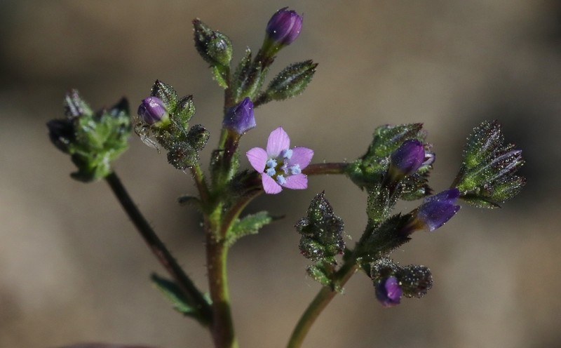 Modoc Gilia photo 4