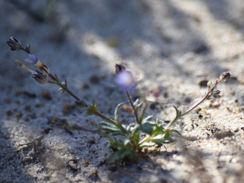 Modoc Gilia photo 5