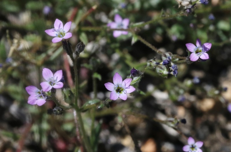 Modoc Gilia photo 6