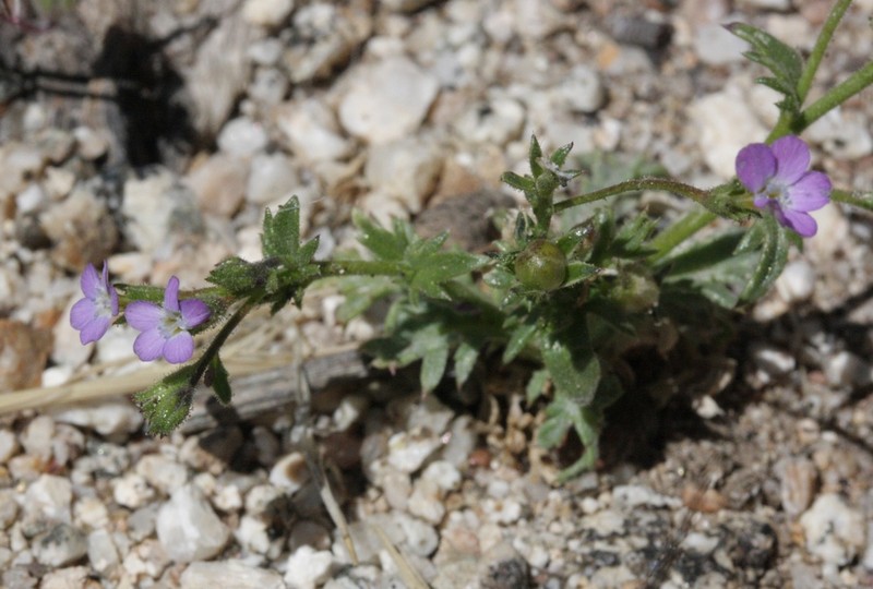 Modoc Gilia photo 7