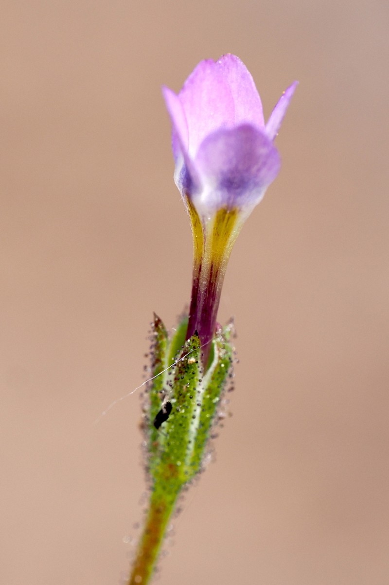 Modoc Gilia photo 8