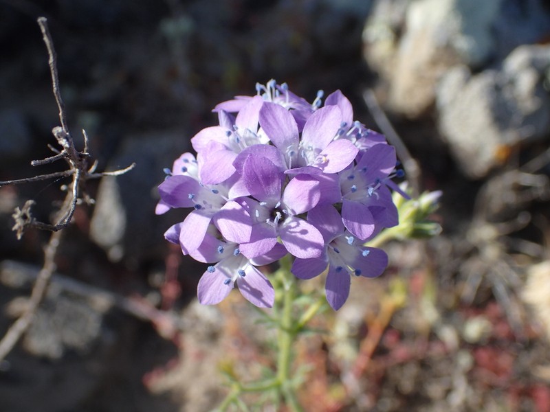 Nevin's Gilia