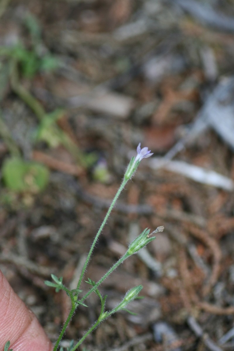 Nevin's Gilia photo 2