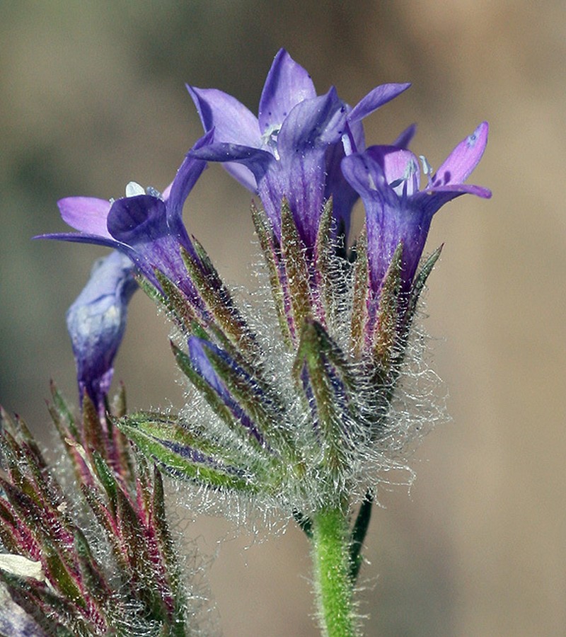 Nevin's Gilia photo 3