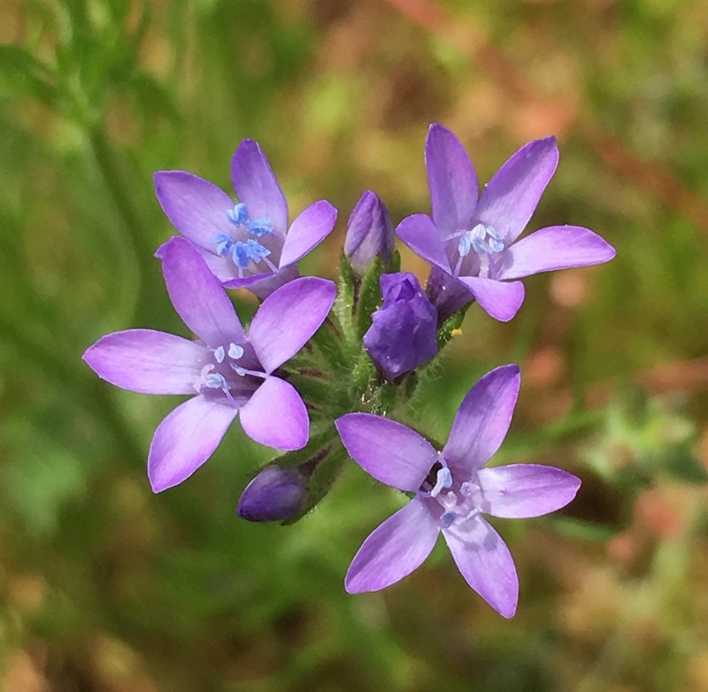 Nevin's Gilia photo 4