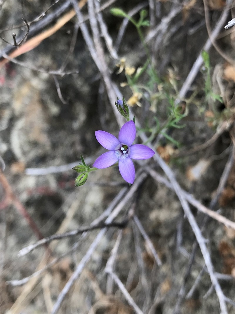 Nevin's Gilia photo 5