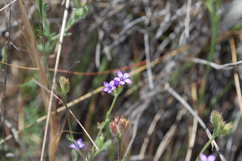 Nevin's Gilia photo 6