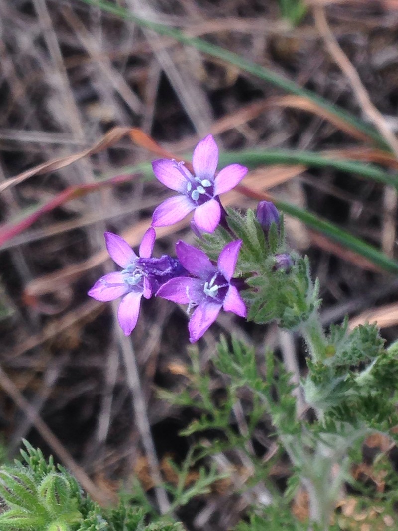 Nevin's Gilia photo 7