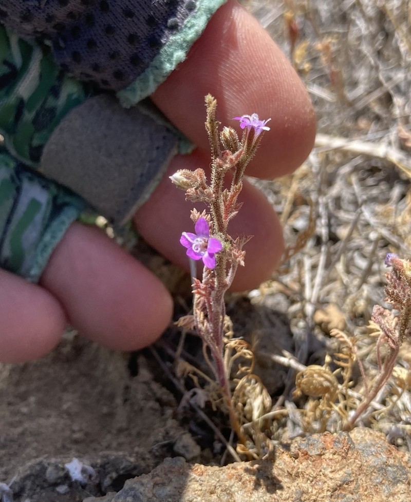 Nevin's Gilia photo 8