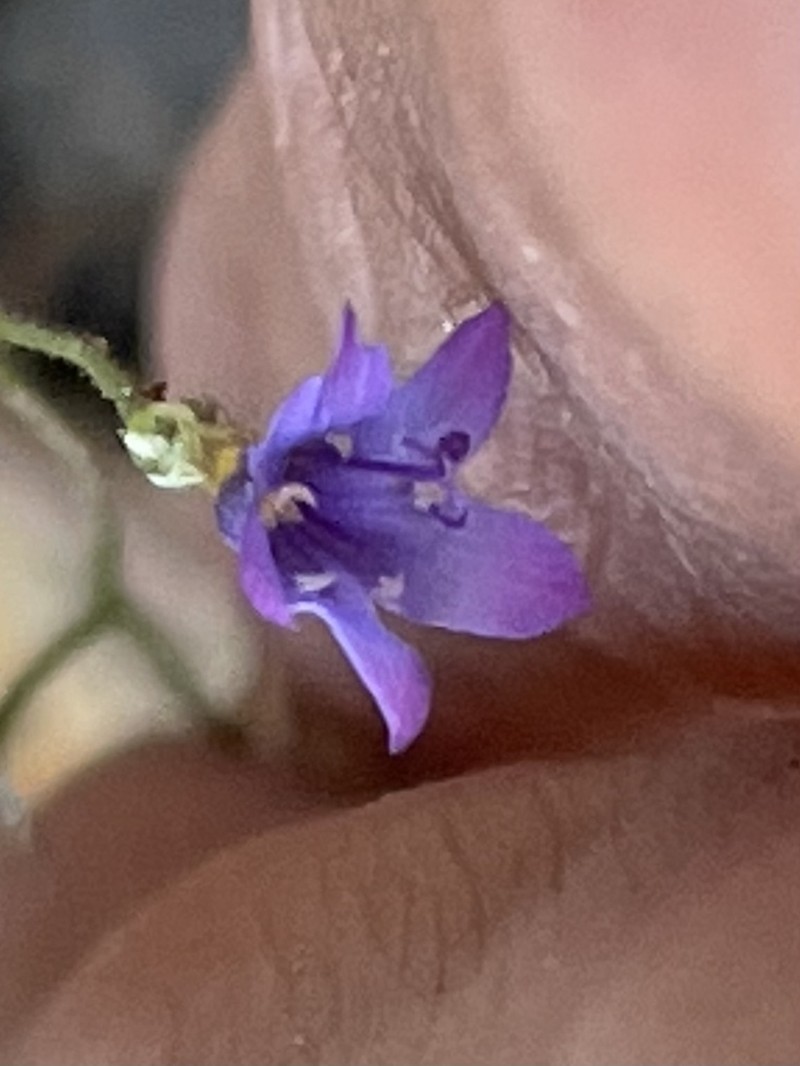 Volcanic Gilia