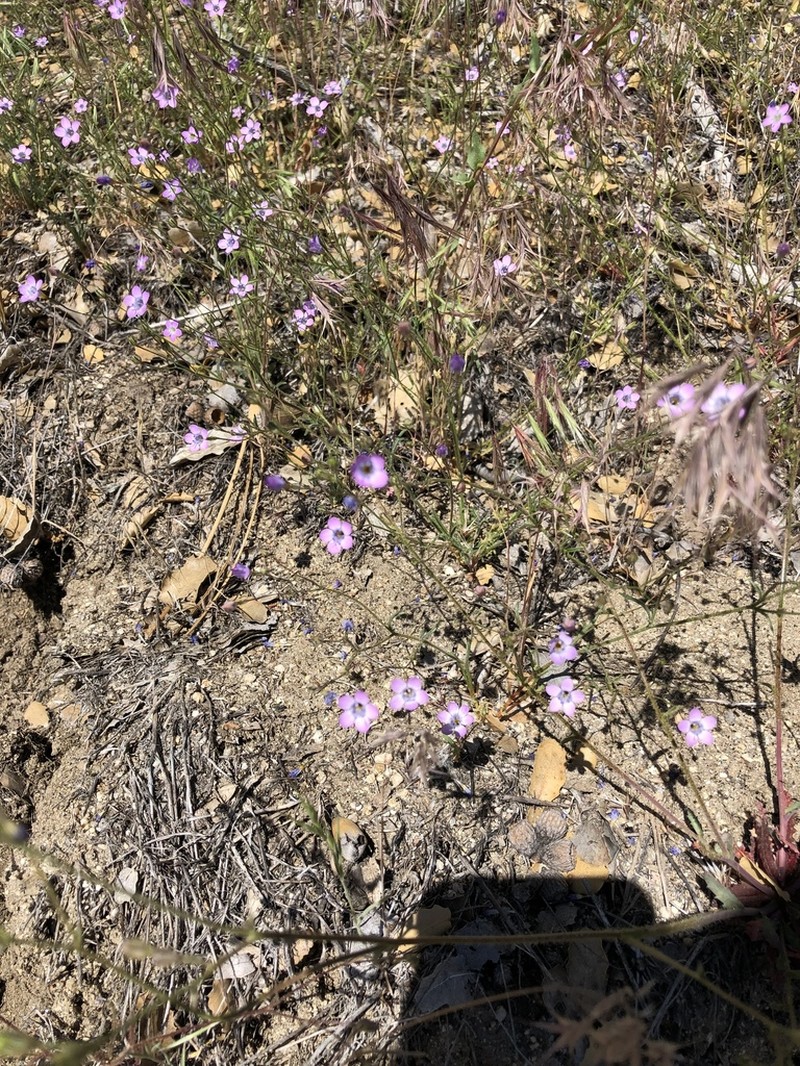 Volcanic Gilia photo 2