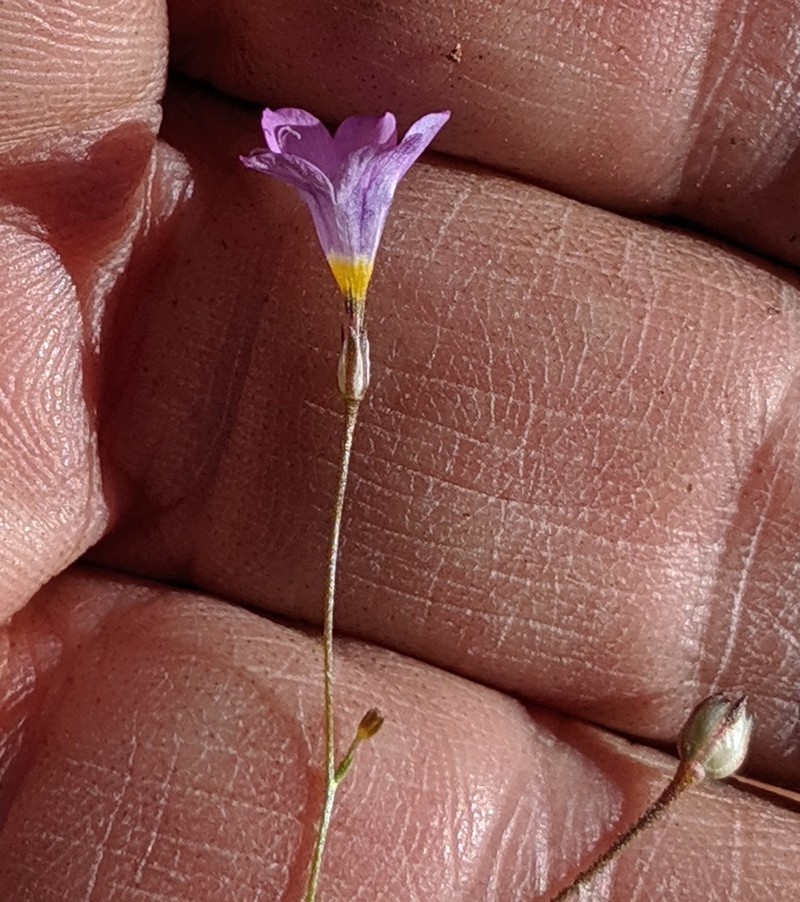 Volcanic Gilia photo 3