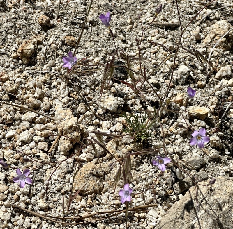 Volcanic Gilia photo 4