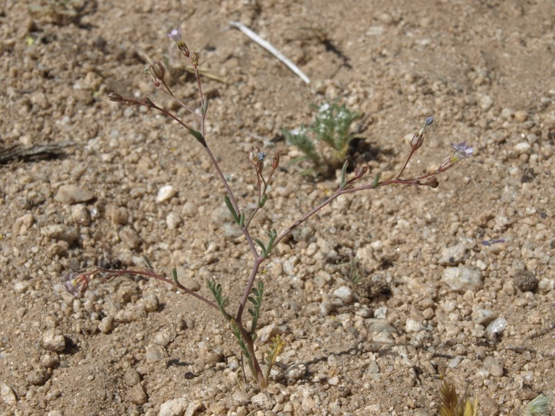 Volcanic Gilia photo 5