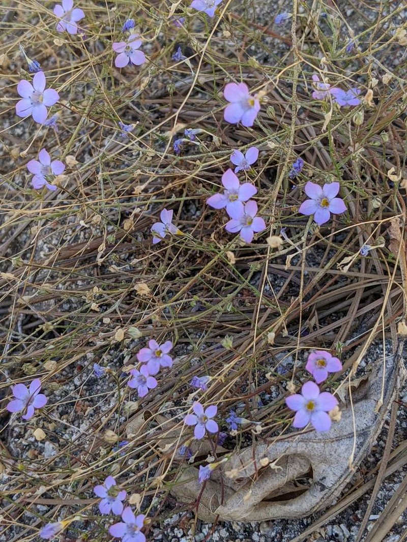 Volcanic Gilia photo 7