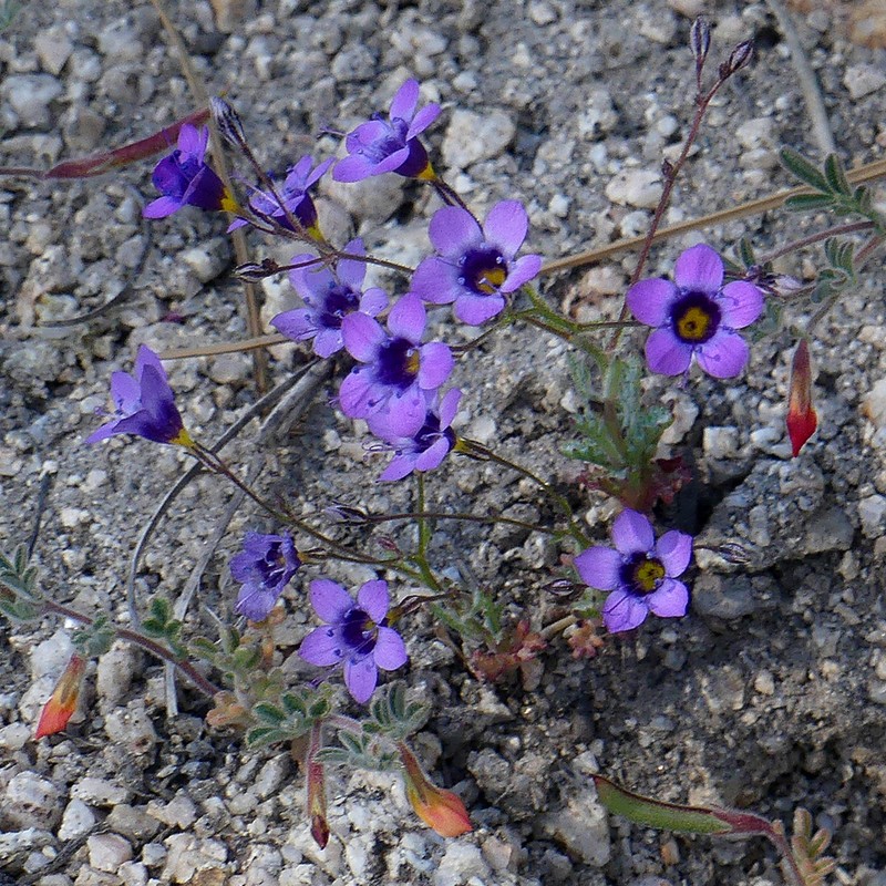 Volcanic Gilia photo 8