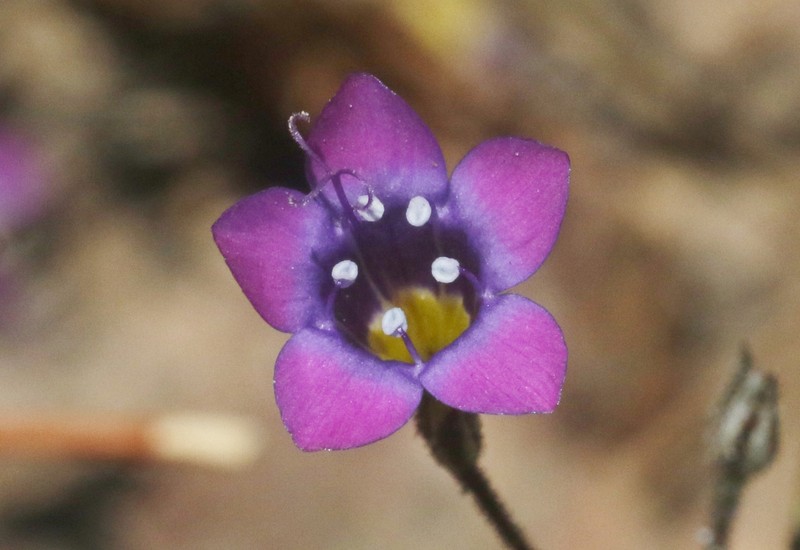 Gilia ochroleuca subsp. bizonata