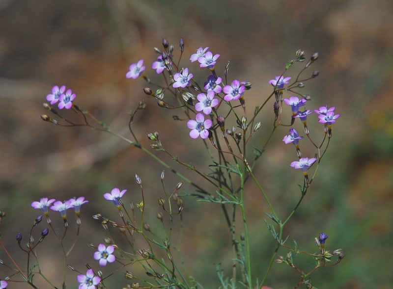 Gilia ochroleuca subsp. bizonata photo 2